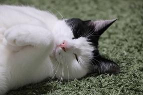 Cat Pet Predators The World Of