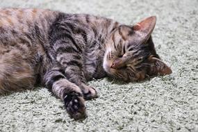 Cat Pet macro blur fauna