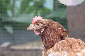 Chicken Bird Feathered Race Home