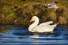 White Goose Water Bird Animal