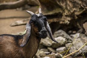 Goat Animal Horns