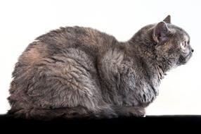 Cat Side View Mammal