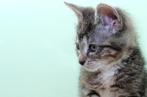 Cat Domestic Pet
