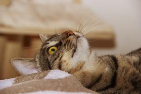 Cat Domestic Lying