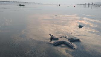 Star Fish Beach