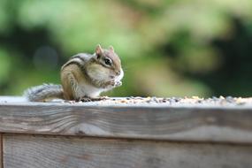 Chipmunk Eating Animal