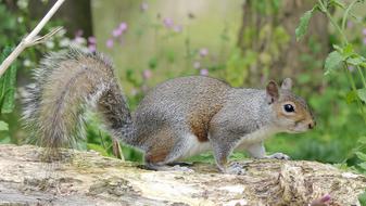 Mammal Nature Squirrel