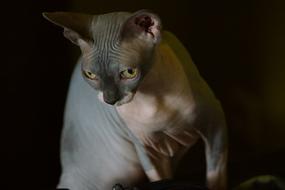 Cat Sphynx Look