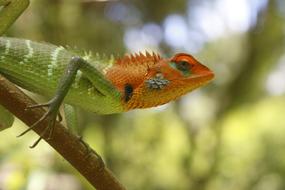 Lizard Animal Macro