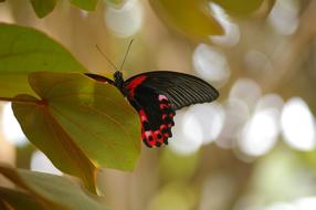 Butterfly Animal Nature Close