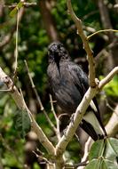 Pied Currawong Strepera Graculina