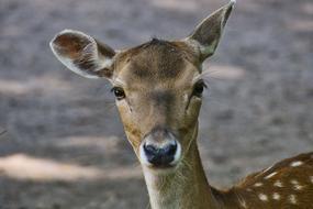 Hirsch Animal Nature