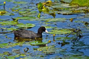 Coot Bird Water
