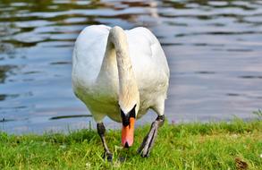 Swan Water Bird Schwimmvogel
