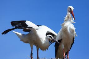 Stork Storks Bird