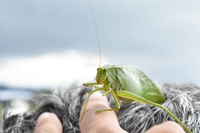 Insect Cricket Grasshopper
