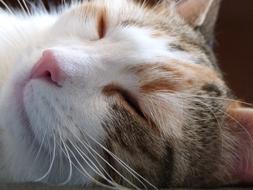Cat Asleep Close Up Domestic