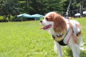 Dog Cavalier Pet