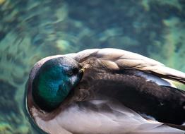 Mallard Duck Drake