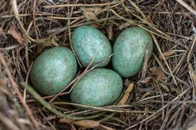 green eggs in the nest