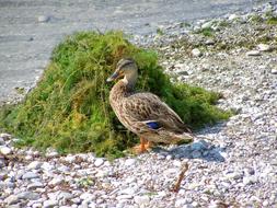 Mallard Duck Bird