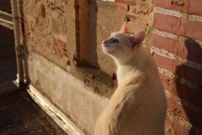 white domesticated Cat