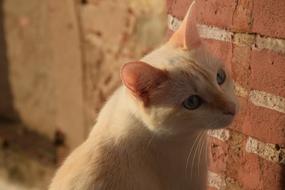 beige cat against a brick wall