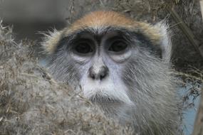 little monkey in the zoo