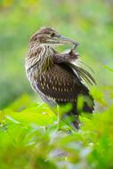 gray bird cleans feathers on a green bush