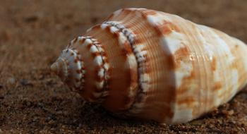 macro photo of brown seashell on the beach