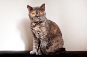 Cat Race British Shorthair Selkirk