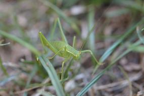 Grasshopper Insect Grass