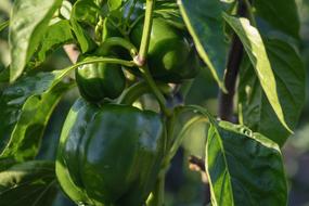 Fresh healthy vegetables on the bush