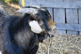 Goat Animal Farm