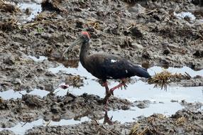 Bird Red-Naped Ibis Pseudibis
