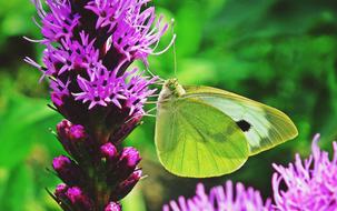 Butterfly Insect Flower Latria