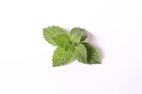 fragrant mint on a white background