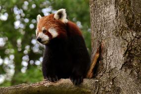 Panda Red Bear Cat Ailurus