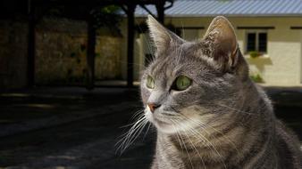 Cat Portrait Animal