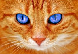 Cat Eyes Cat'S