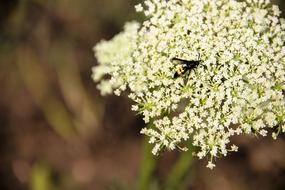 Flowers Insect Nature