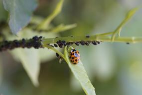 Ladybug Asian Insect