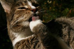 Pet Cat Wash
