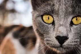 Cat Grey Eyes