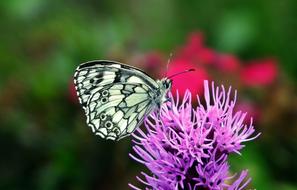 Butterfly Insect Flowers macro blur