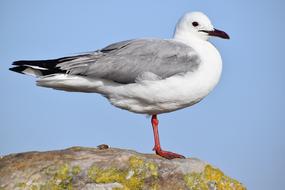 Bird Seagulls Wildlife