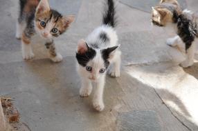 Cats In The Street