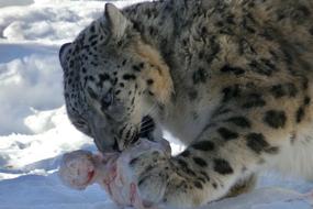leopard eats raw meat