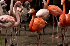 Flamingo Bird Colorful