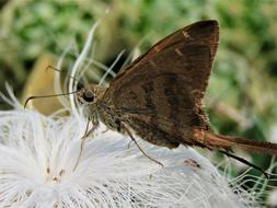 Moth Wings Bug